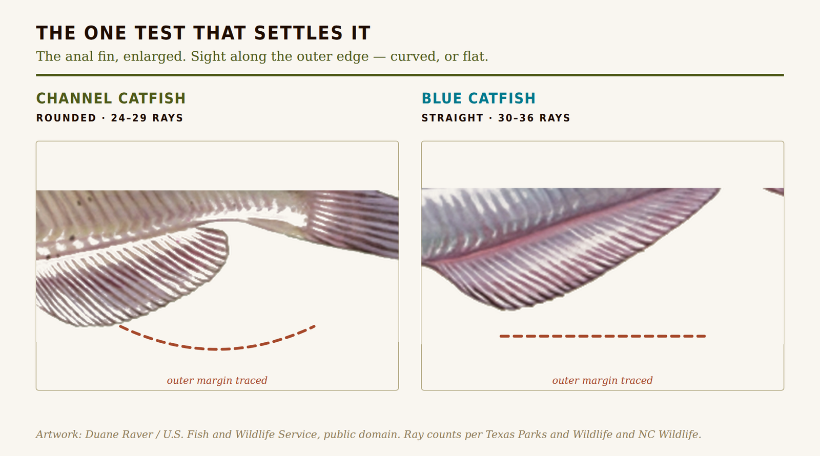 Anal fins of a channel and a blue catfish enlarged side by side, with the rounded and straight outer margins traced
