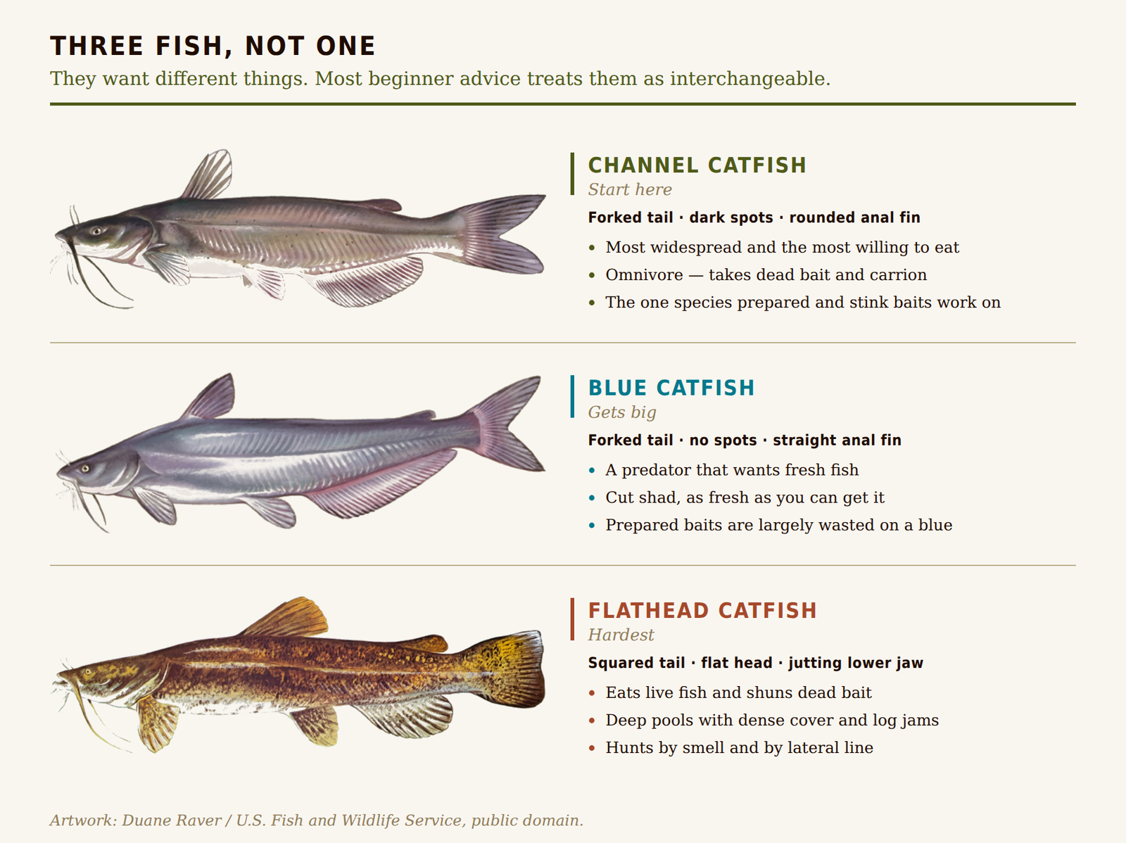Channel, blue and flathead catfish shown side by side with the bait and habitat each one prefers