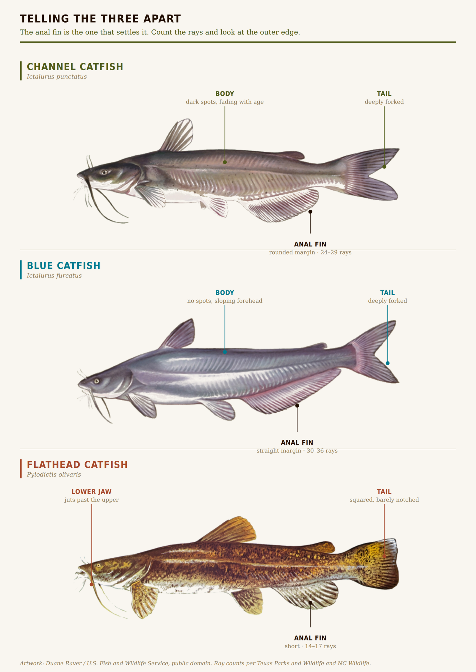 Channel, blue and flathead catfish compared, with anal fin, tail and jaw features labelled — channel has a rounded anal fin with 24 to 29 rays, blue a straight one with 30 to 36